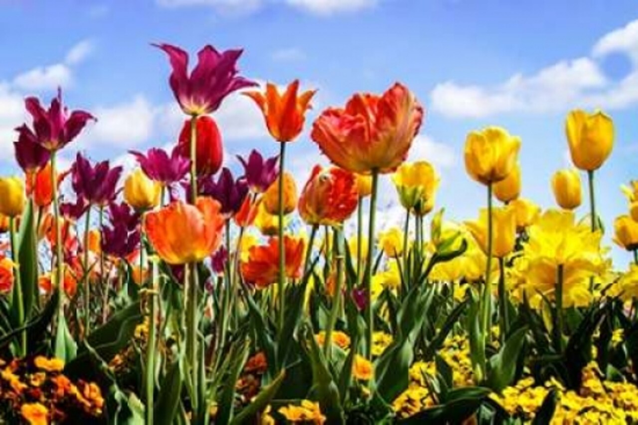 Tulip Parade II Poster Print by Alan Hausenflock - Item # VARPDXPSHSF1926